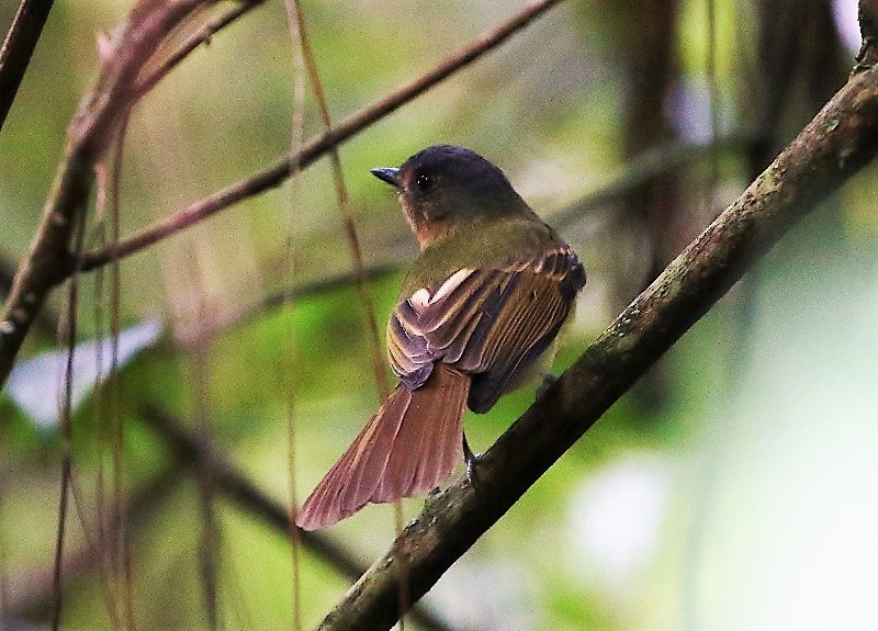 Rufous-breasted Flycatcher - ML205407581