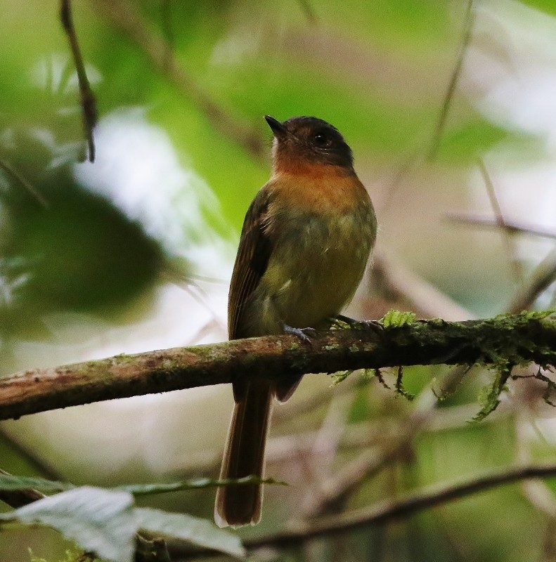 Rufous-breasted Flycatcher - ML205407591