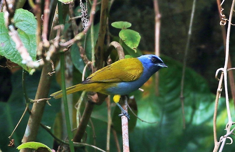 Blue-capped Tanager - ML205407631