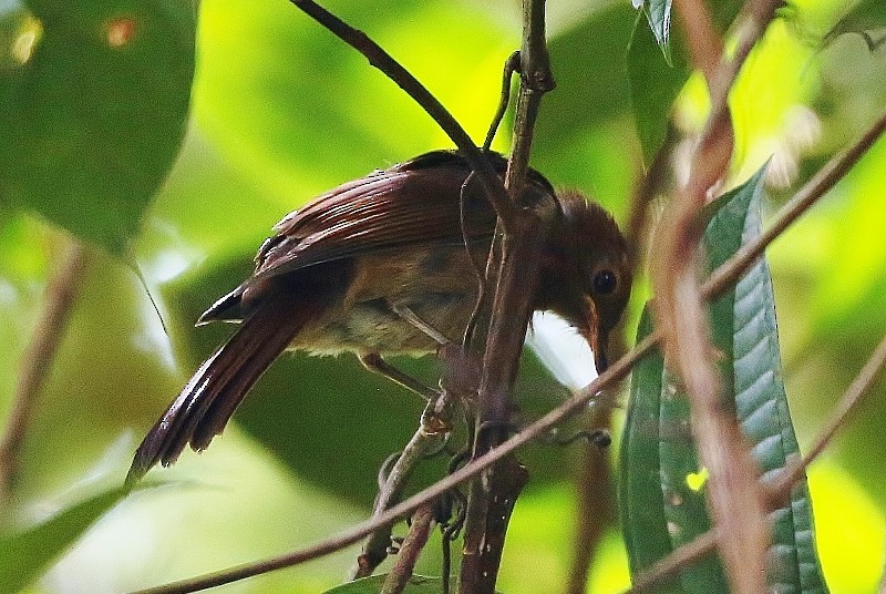Rufous-brown Solitaire (Guianan) - ML205407771