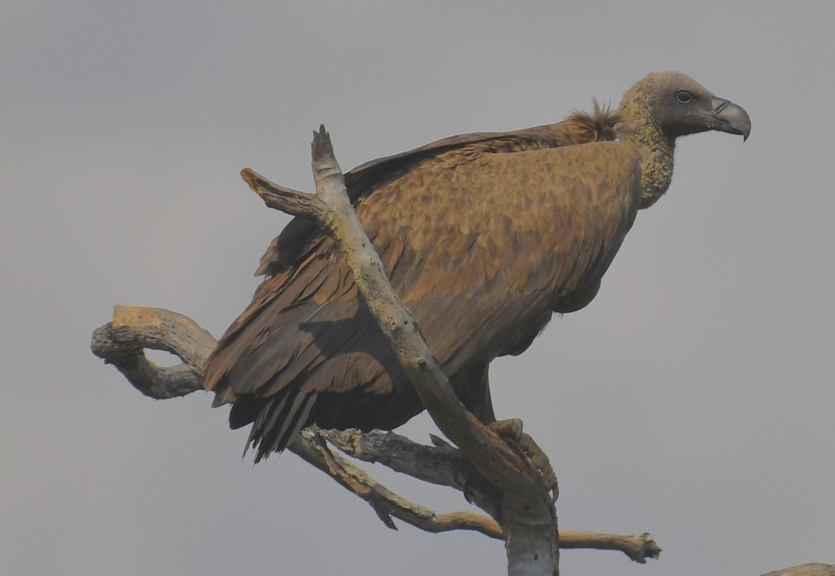White-backed Vulture - Theresa Bucher