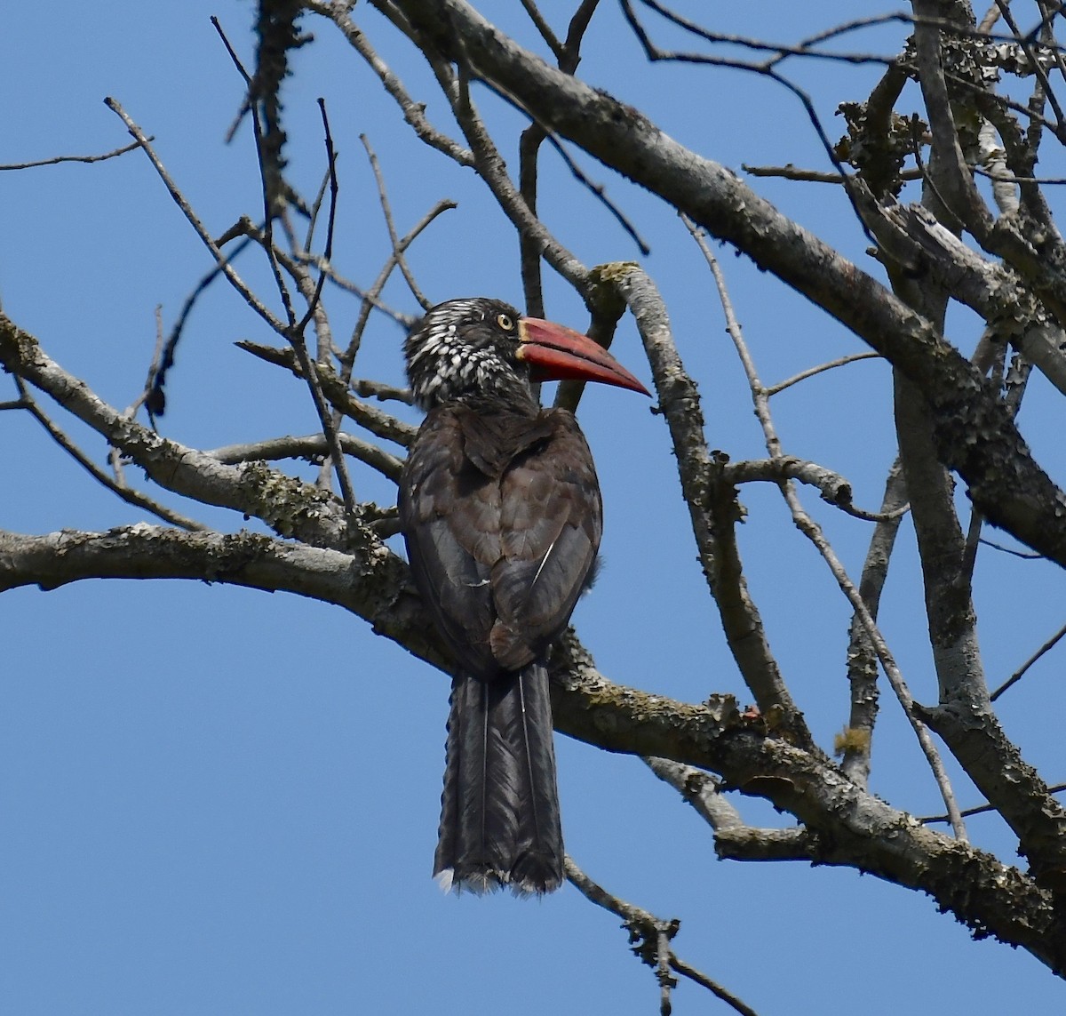 Crowned Hornbill - Theresa Bucher