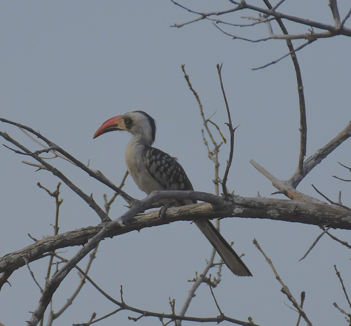 Tanzanian Red-billed Hornbill - ML205409061