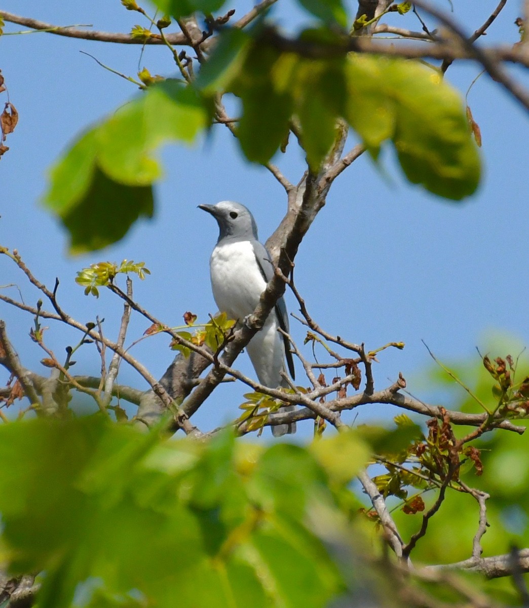 White-breasted Cuckooshrike - ML205409091
