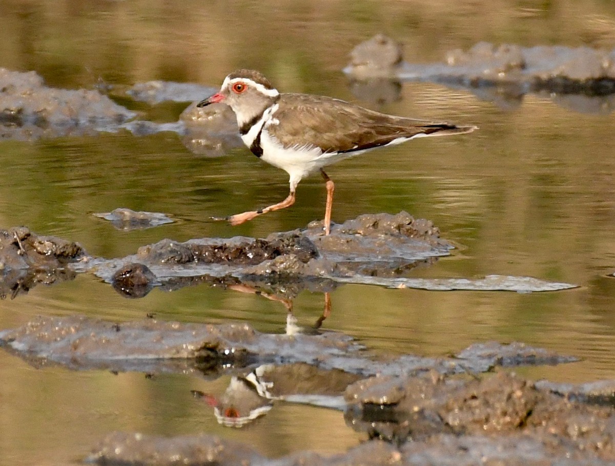 Three-banded Plover (African) - Theresa Bucher