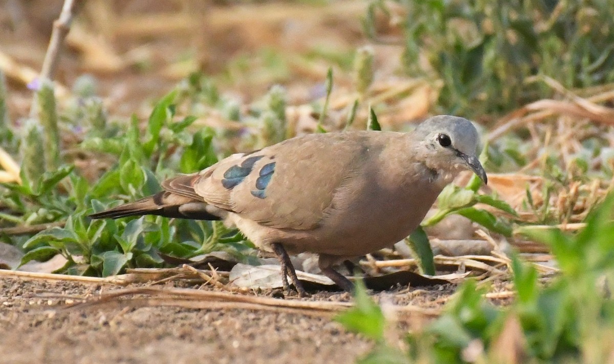 Emerald-spotted Wood-Dove - Theresa Bucher