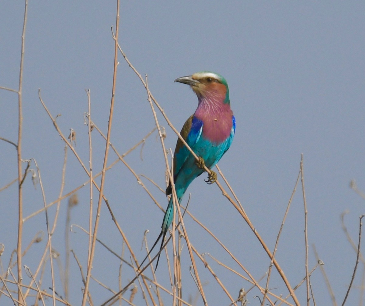 Lilac-breasted Roller (Lilac-breasted) - ML205409441