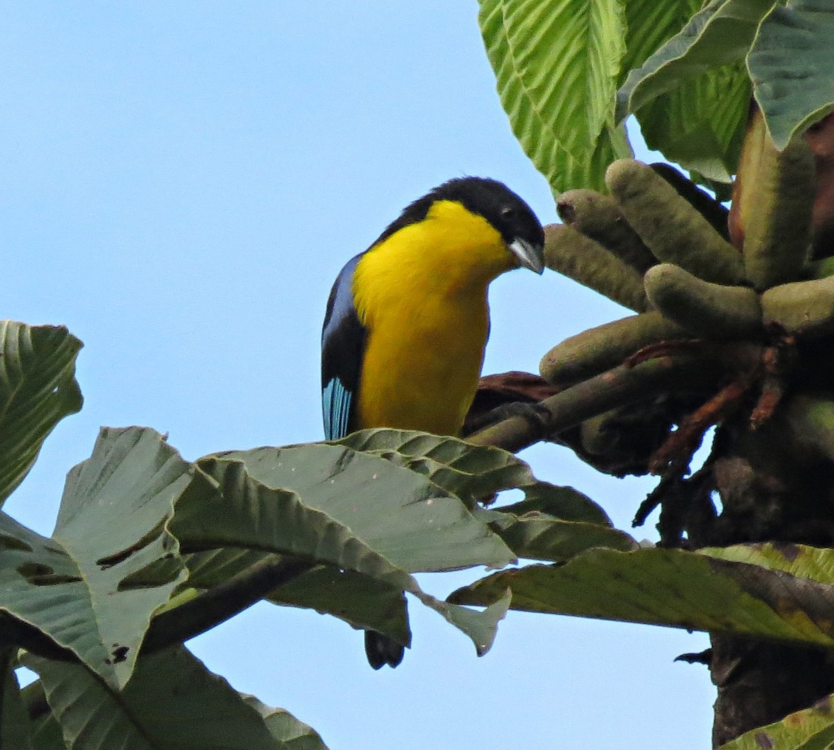 Blue-winged Mountain Tanager (Blue-winged) - ML205409541