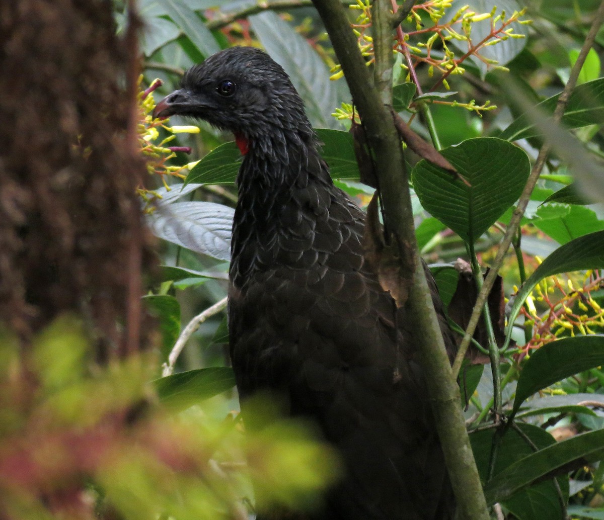 Andean Guan - Gustavo A. Rodriguez