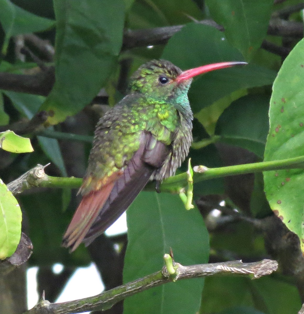 Rufous-tailed Hummingbird (Rufous-tailed) - ML205409591