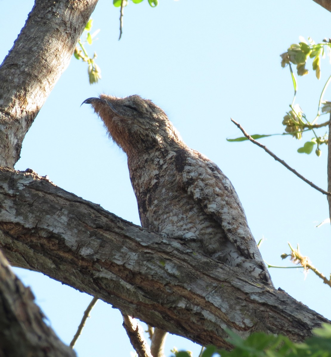 Great Potoo - Gustavo A. Rodriguez