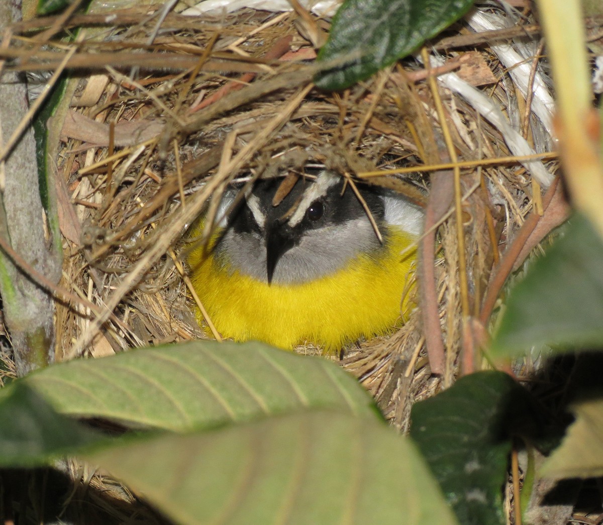 Bananaquit (Continental) - Gustavo A. Rodriguez