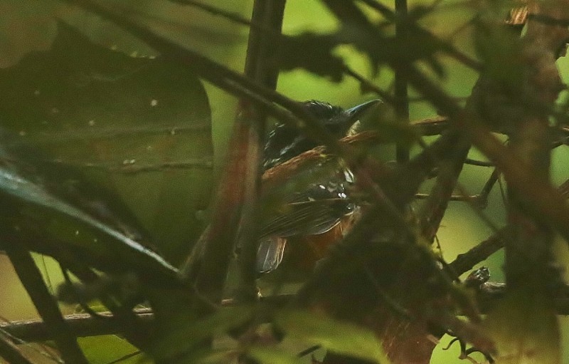 Guianan Warbling-Antbird - ML205410181
