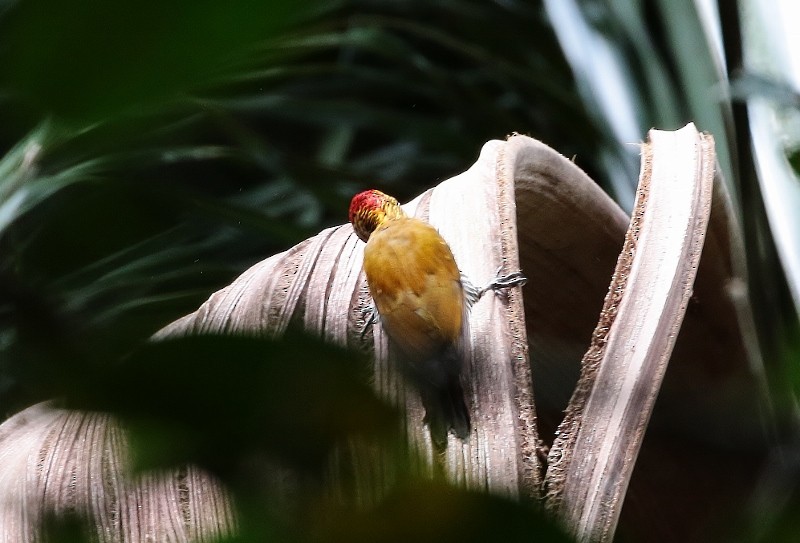 Golden-collared Woodpecker - Margareta Wieser