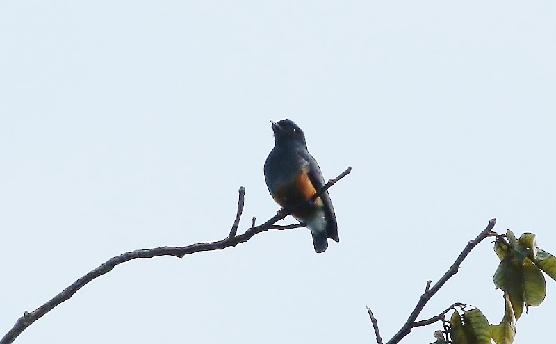 Swallow-winged Puffbird - ML205410371
