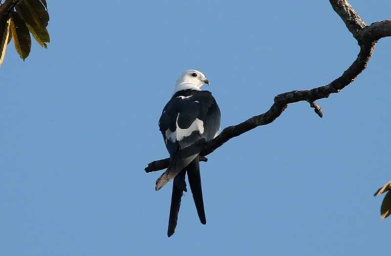 Swallow-tailed Kite - Margareta Wieser