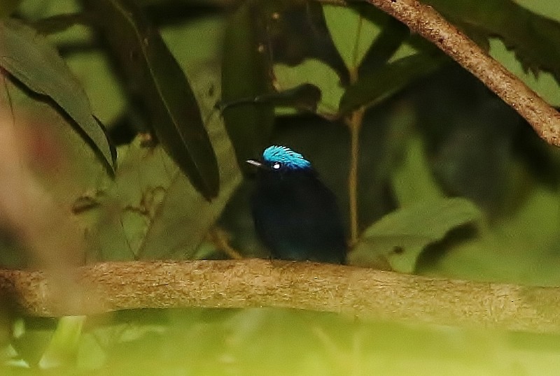 Blue-capped Manakin (Blue-capped) - ML205410491