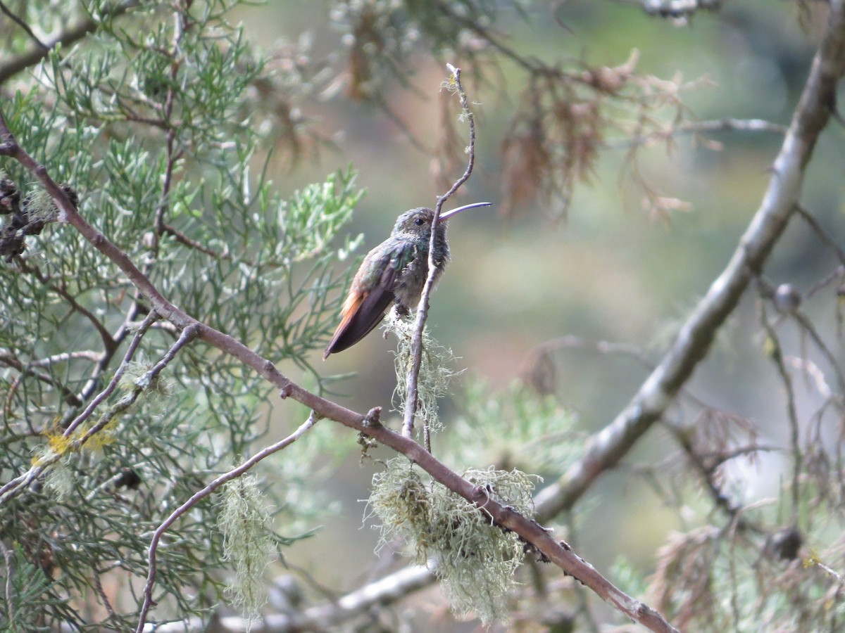 Rufous-tailed Hummingbird - ML205410701