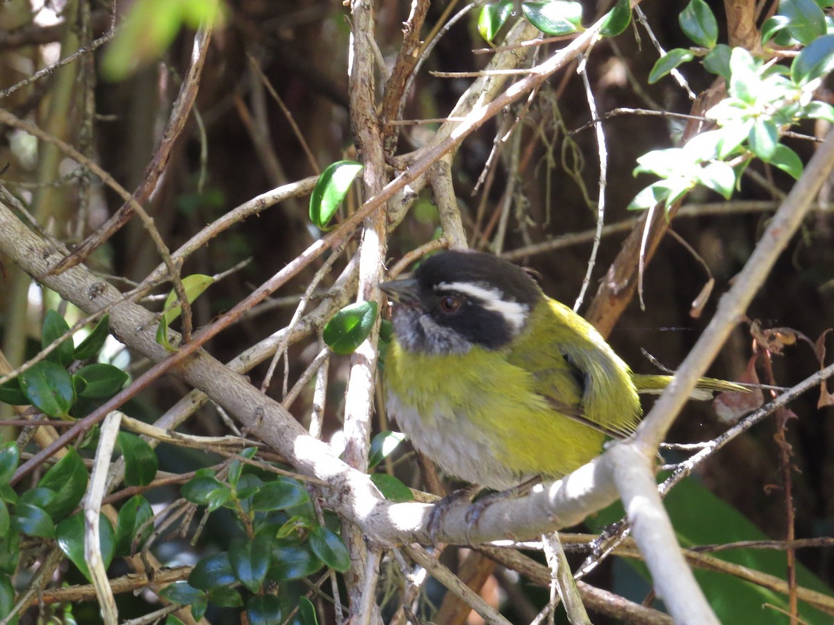 Sooty-capped Chlorospingus - ML205410811