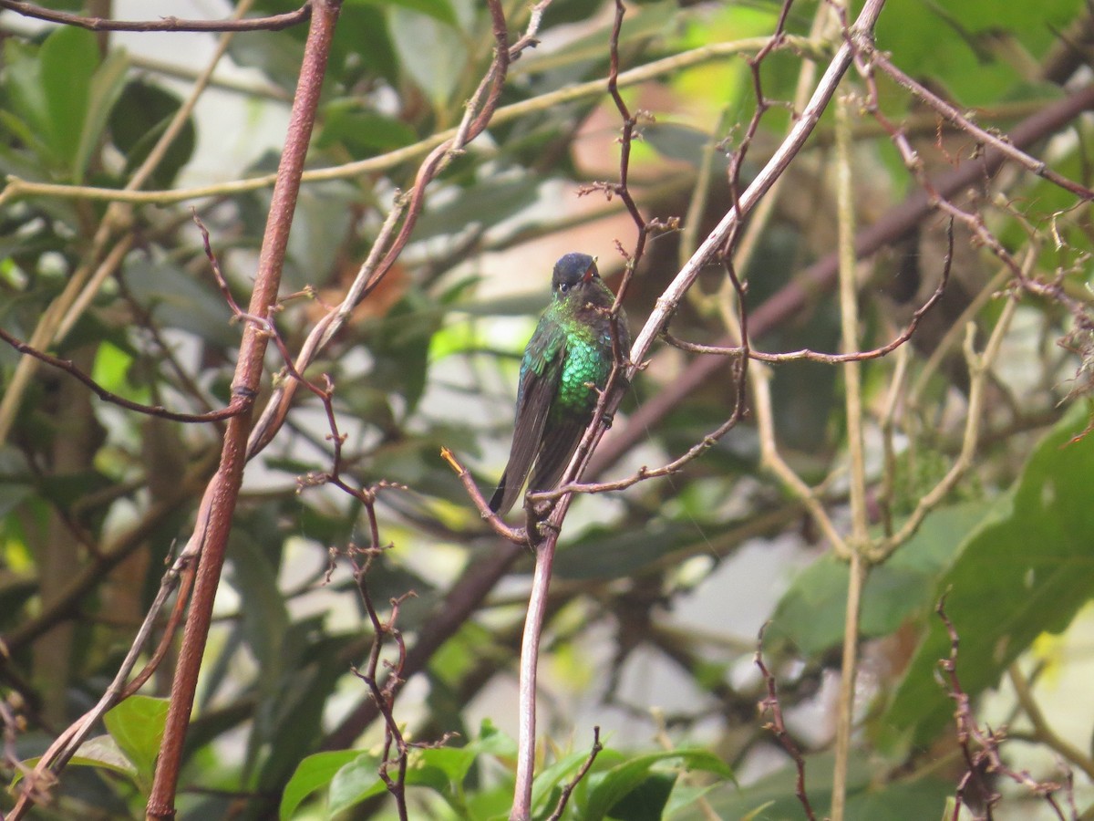 Fiery-throated Hummingbird - ML205410851