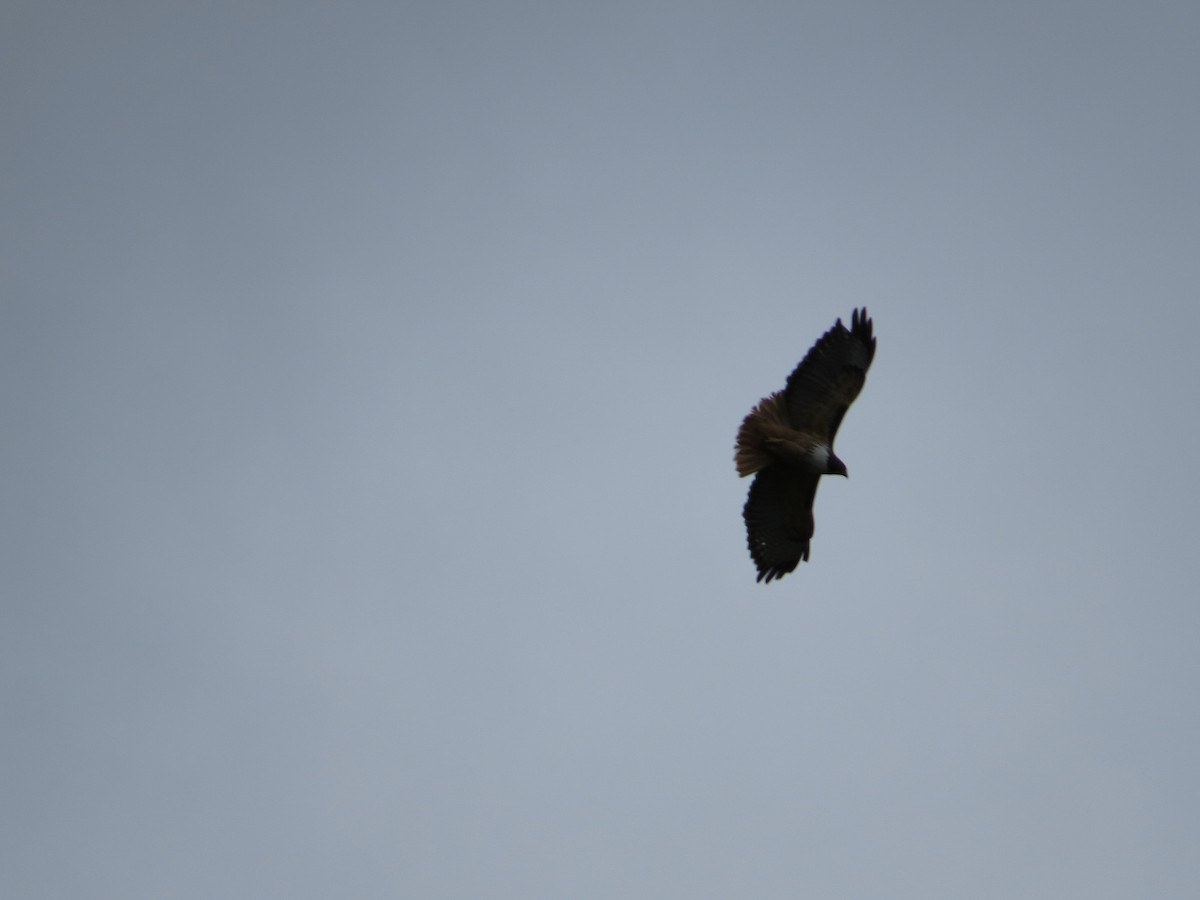 Red-tailed Hawk - ML205410941
