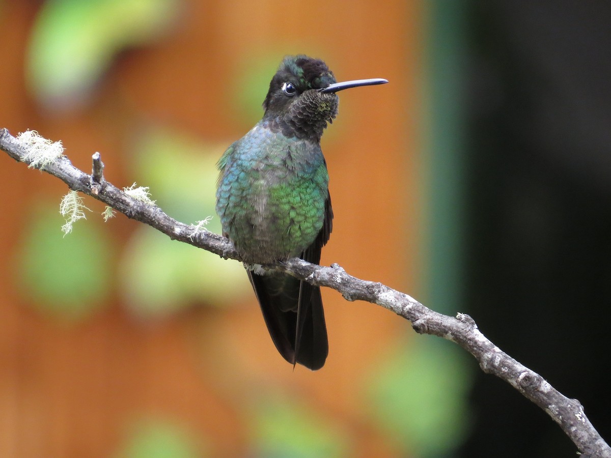 Talamanca Hummingbird - ML205410981