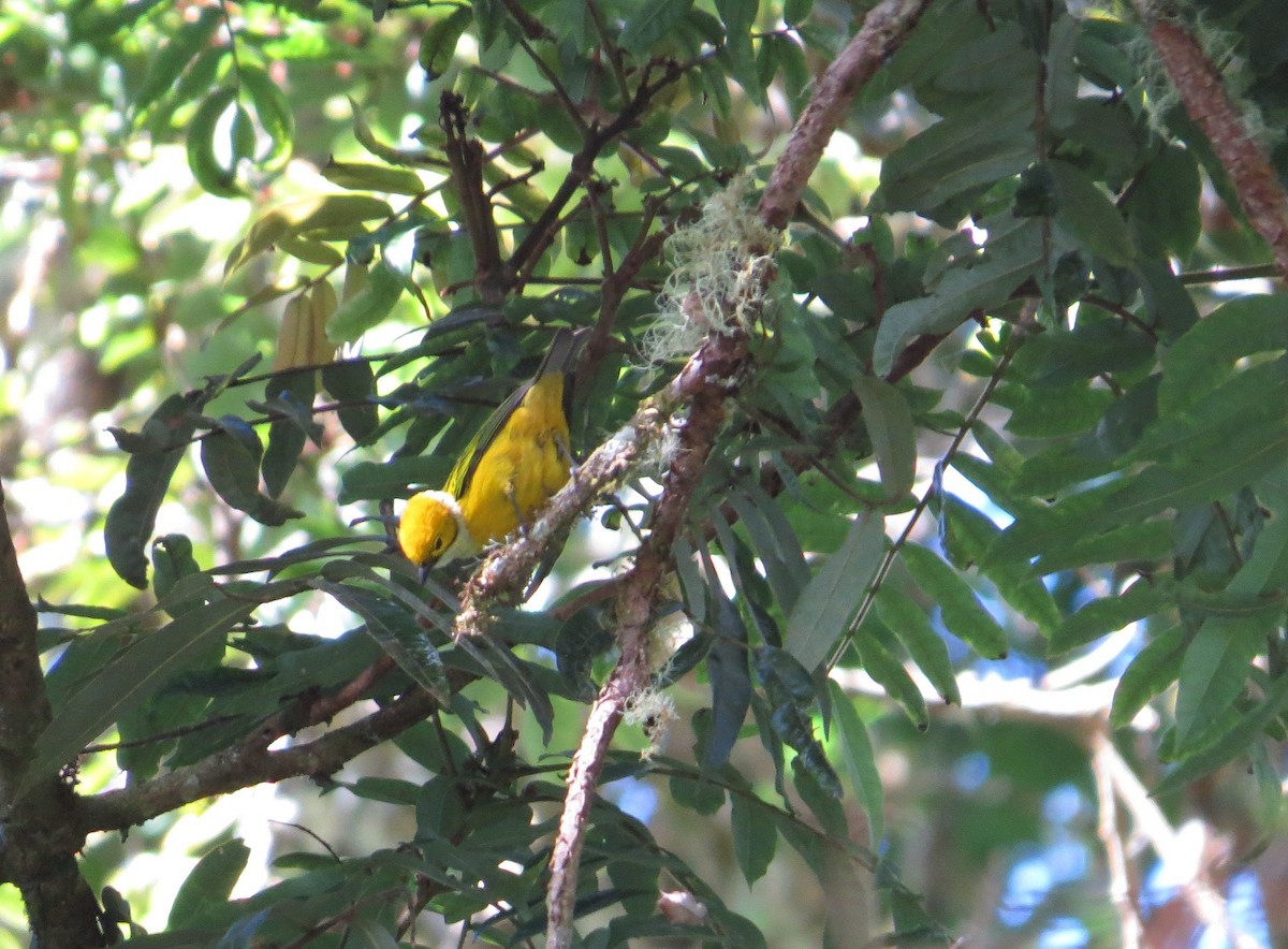 Silver-throated Tanager - ML205411041