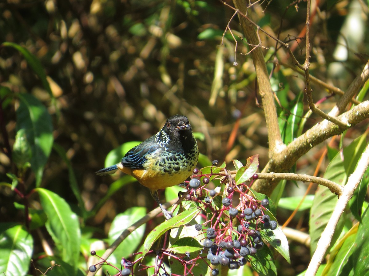 Spangle-cheeked Tanager - ML205411051