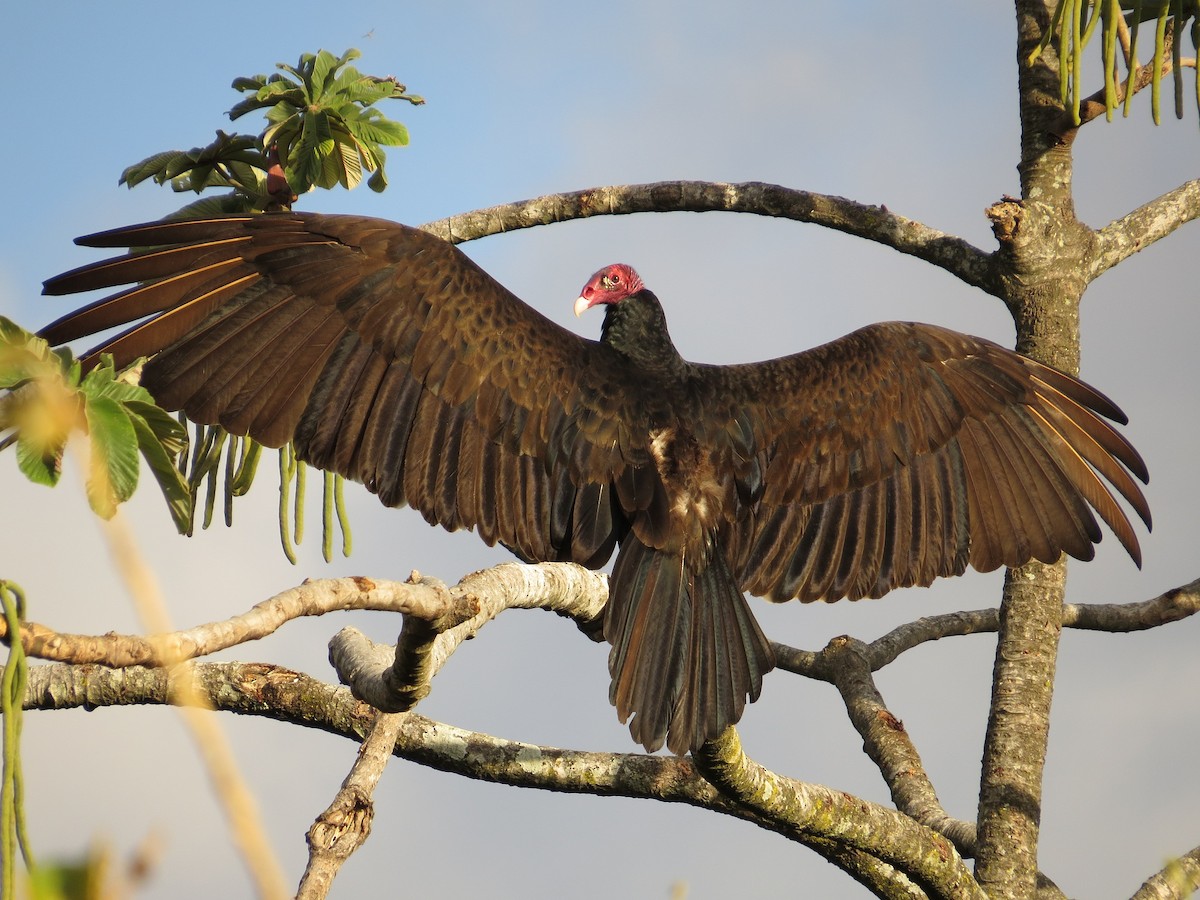 Turkey Vulture - Róger Rodríguez Bravo