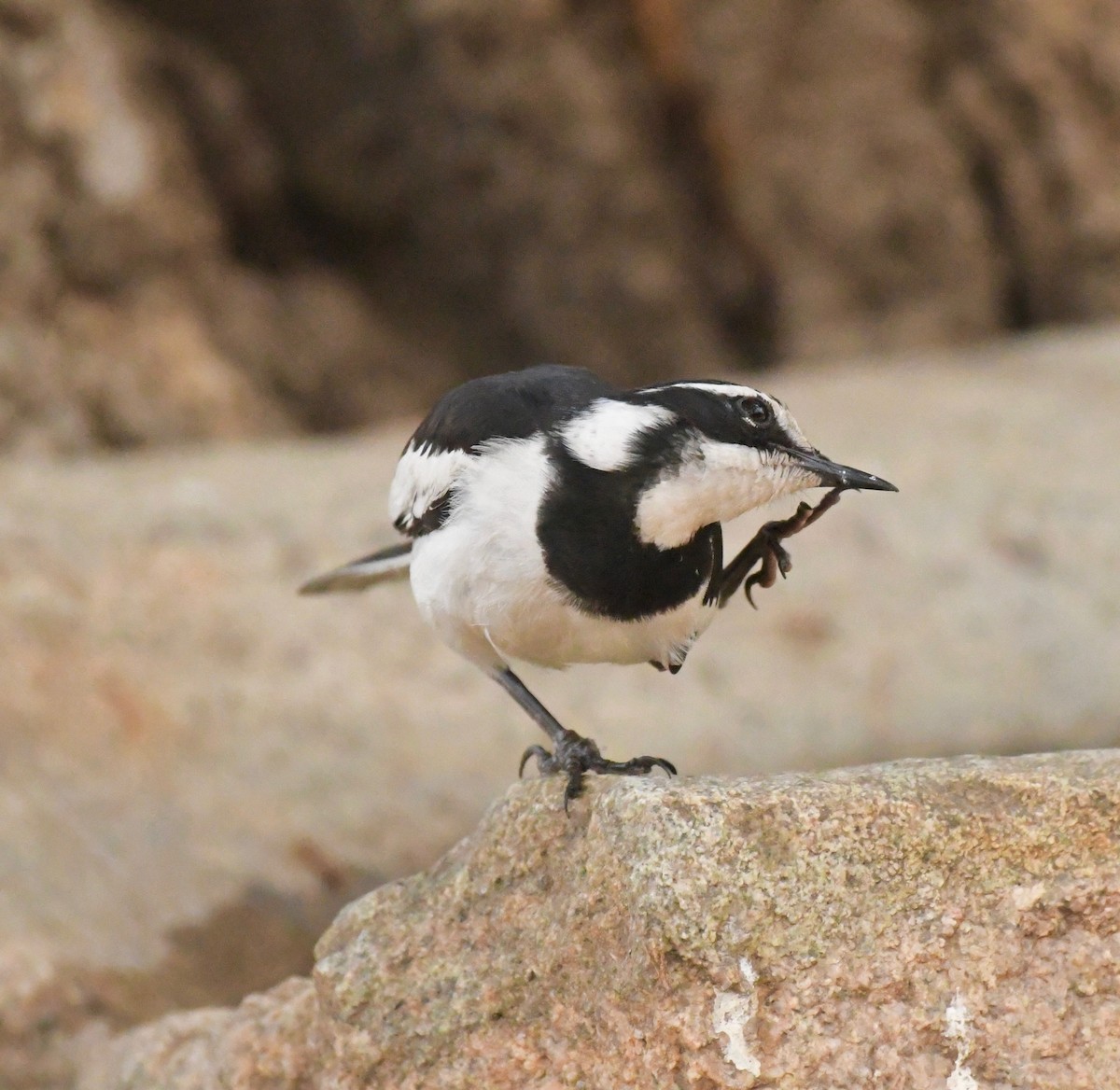 African Pied Wagtail - ML205411711