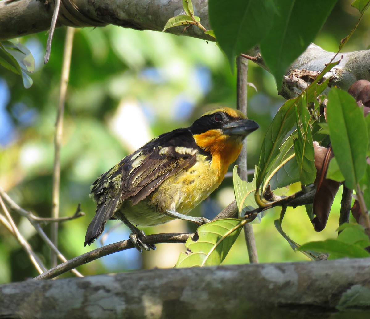 Gilded Barbet - Gustavo A. Rodriguez