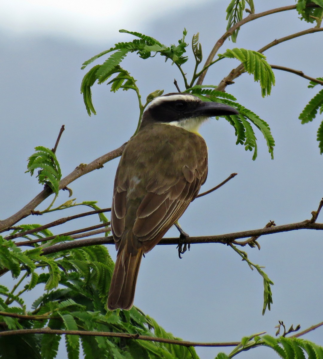 Boat-billed Flycatcher (South American) - Gustavo A. Rodriguez