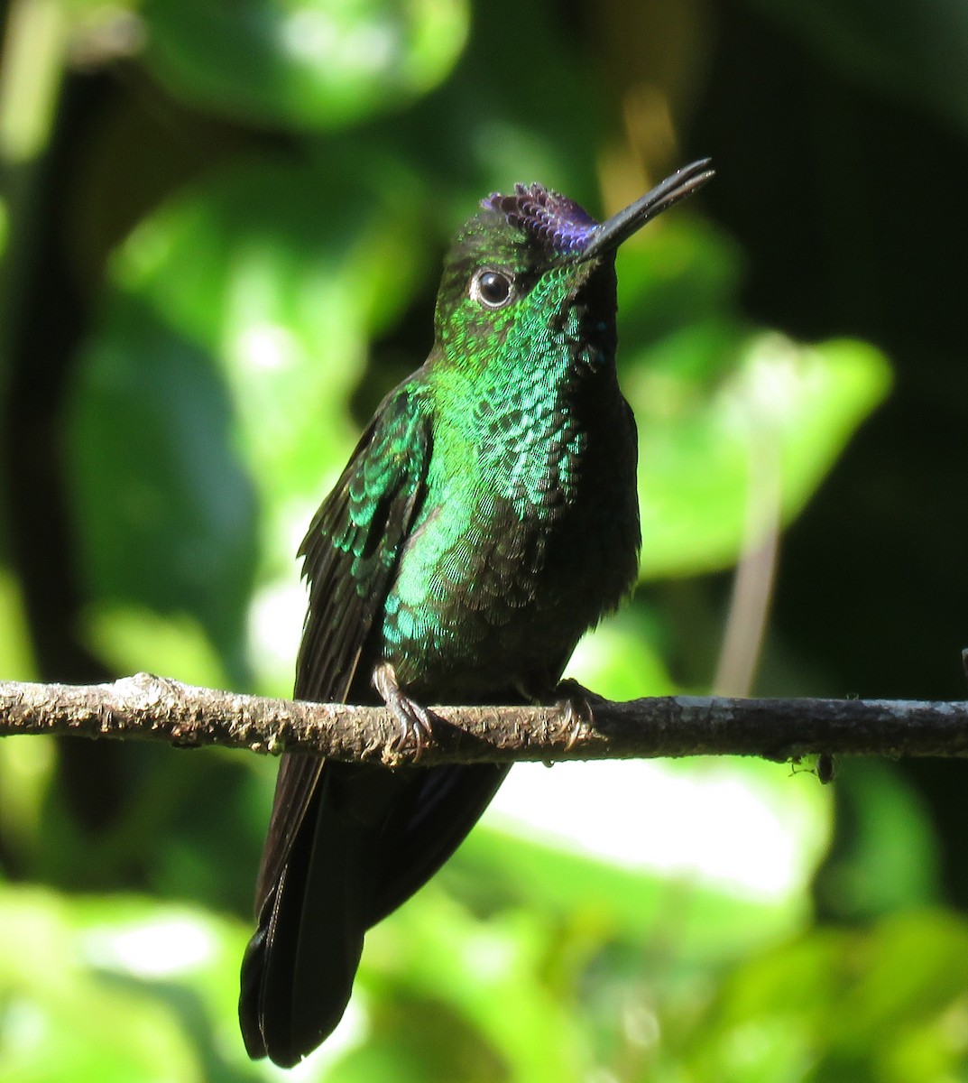 Violet-fronted Brilliant - Gustavo A. Rodriguez