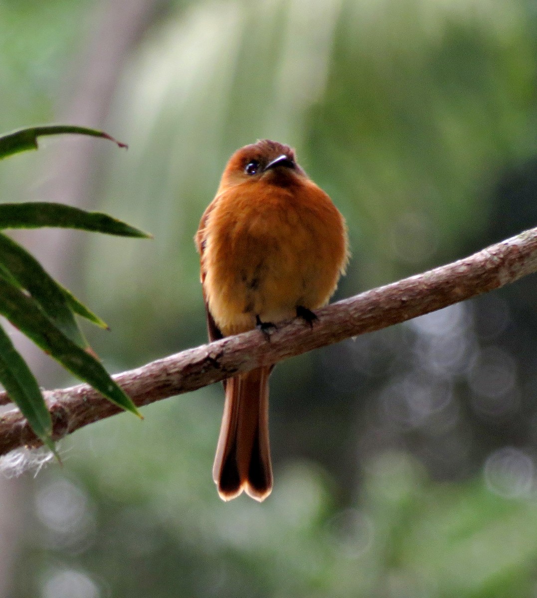 Cinnamon Flycatcher (Venezuelan) - Gustavo A. Rodriguez