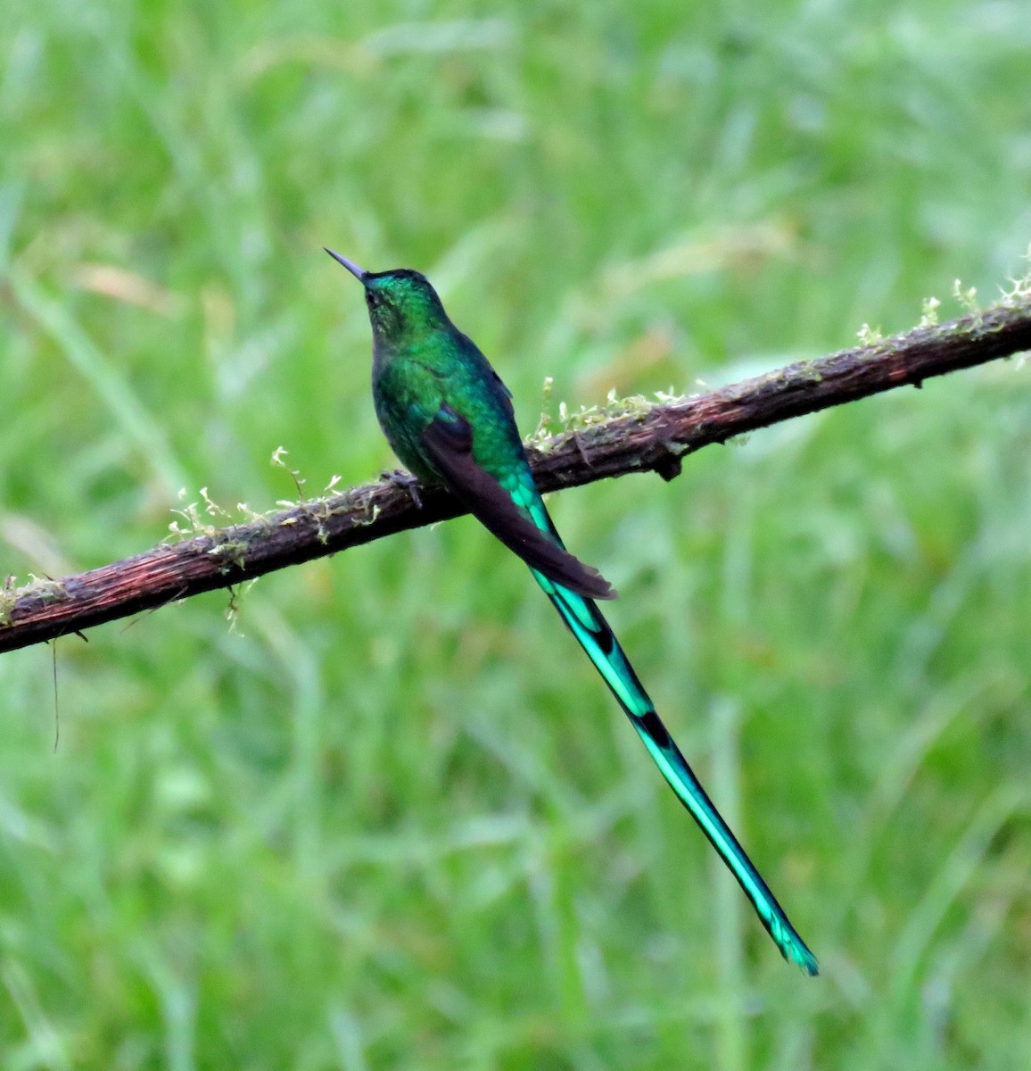 Long-tailed Sylph - Gustavo A. Rodriguez