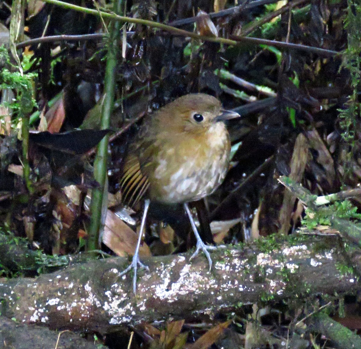 Brown-banded Antpitta - Gustavo A. Rodriguez