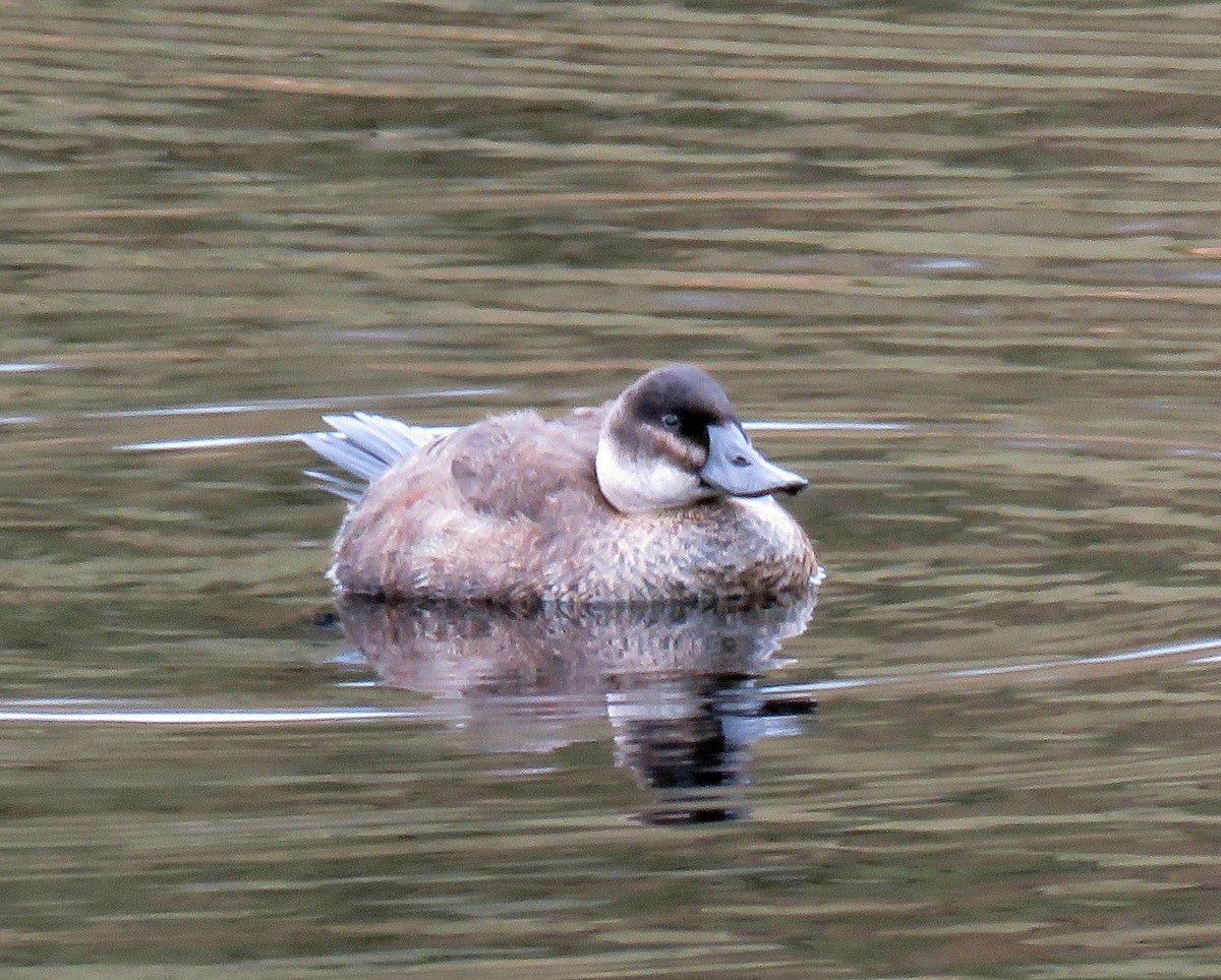 Andean Duck - ML205412391