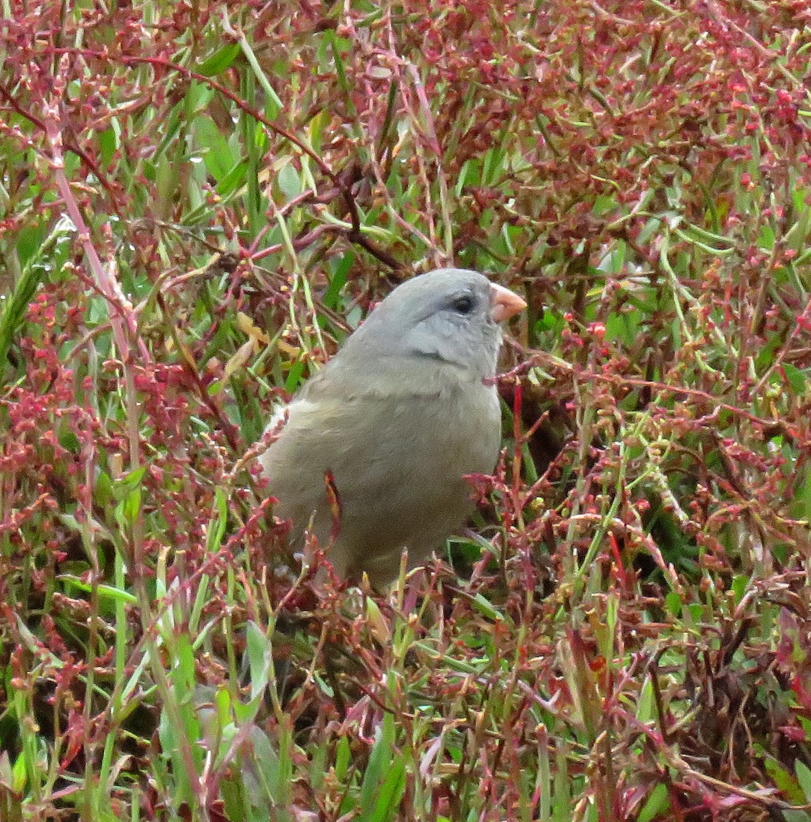 Plain-colored Seedeater - ML205412401