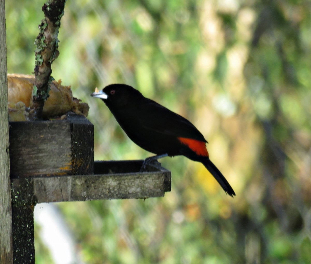 Flame-rumped Tanager (Flame-rumped) - Gustavo A. Rodriguez