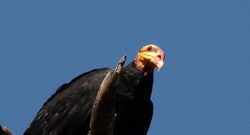 Greater Yellow-headed Vulture - Margareta Wieser