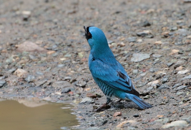 Swallow Tanager - ML205412831