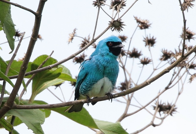 Swallow Tanager - ML205412841
