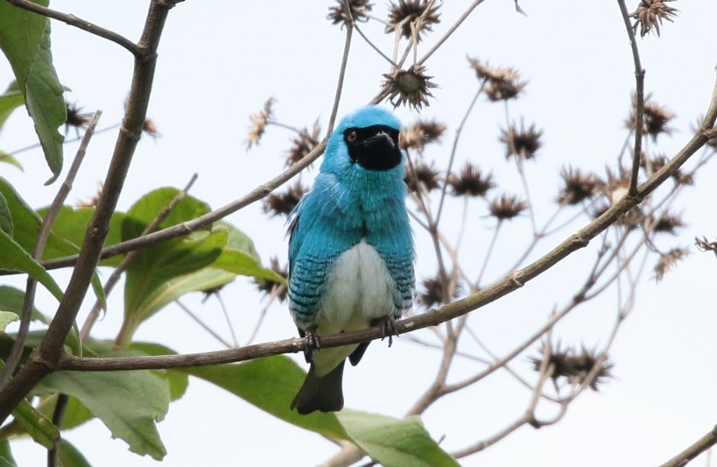 Swallow Tanager - ML205412851