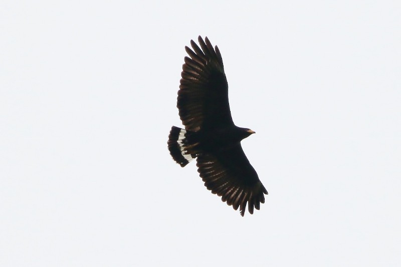 Common Black Hawk (Common) - Margareta Wieser