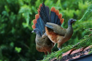 Rufous-vented Chachalaca (Rufous-tipped), ML205412981