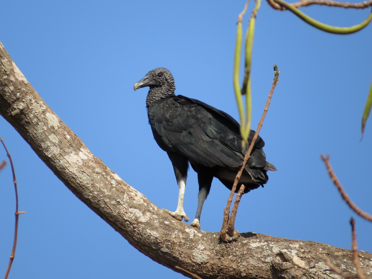 Black Vulture - Róger Rodríguez Bravo