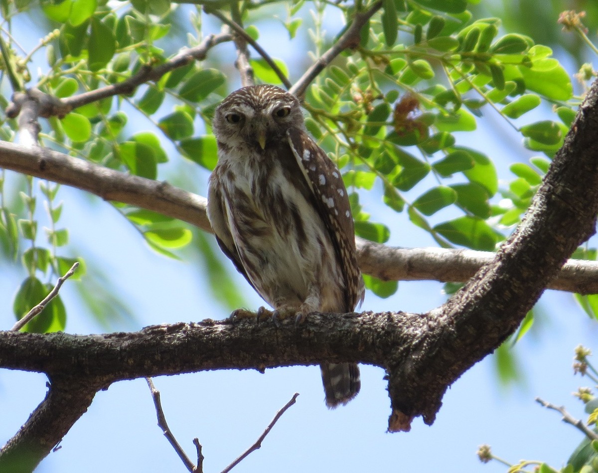 Ferruginous Pygmy-Owl (Ferruginous) - ML205413681