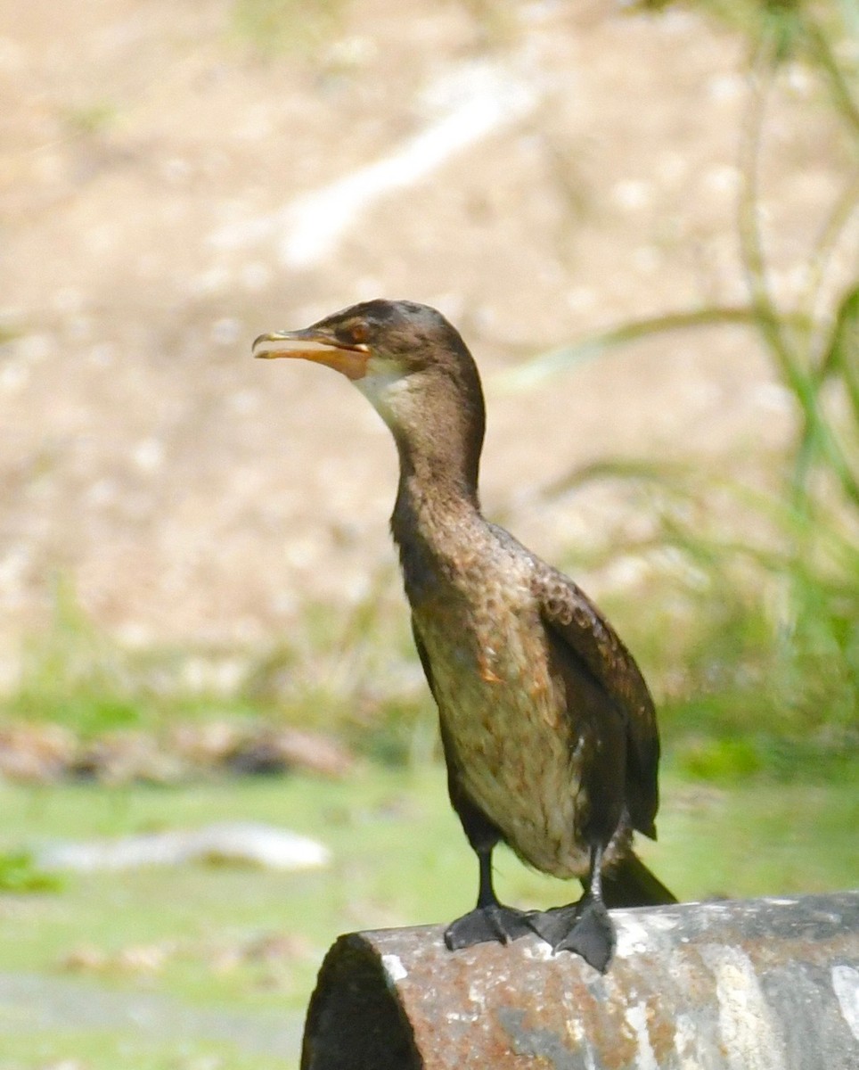 Long-tailed Cormorant - Theresa Bucher