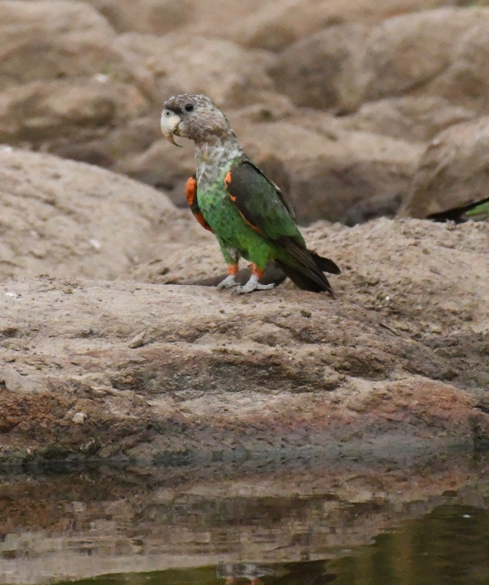 Brown-necked Parrot (Gray-headed) - ML205414181