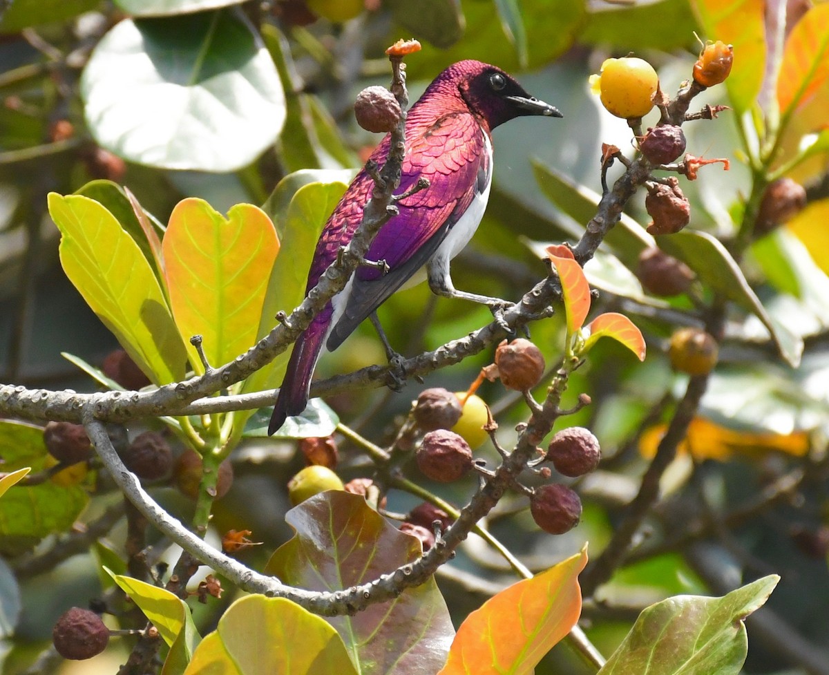 Violet-backed Starling - Theresa Bucher